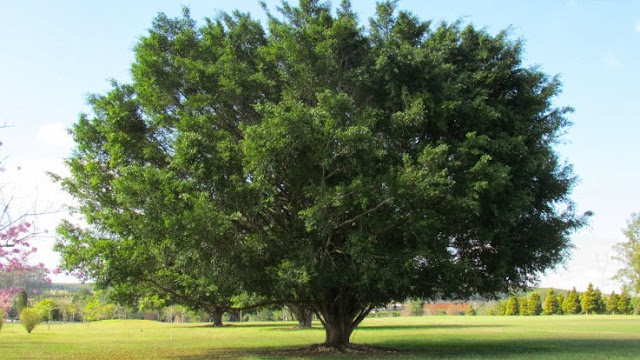 O atributo alt desta imagem está vazio. O nome do arquivo é image-1.png